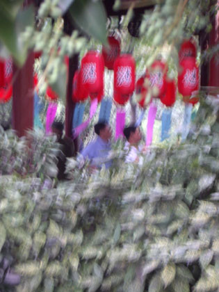 Die Gl�ckslaternen -> viel Gl�ck beim Scharfstellen hat's nicht gebracht