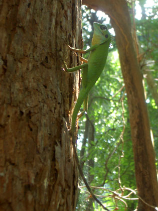 malayisches Chamäleon