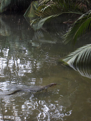 einer der vielen Warane