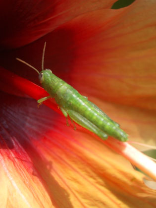 Grashüpfer in Hibiscus-Blüte