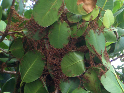 lange Ketten von Ameisen ziehen Blätter zusammen, um diese dann zu verkleben und so ein Nest zu bauen
