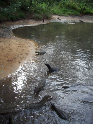 Warane am Nature-Pond