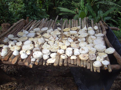 das gesammelte Kautschuk wird zum Transport getrocknet