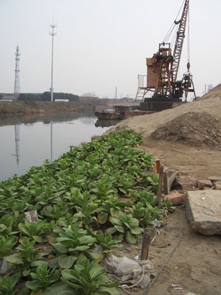 urbane Landwirtschaft