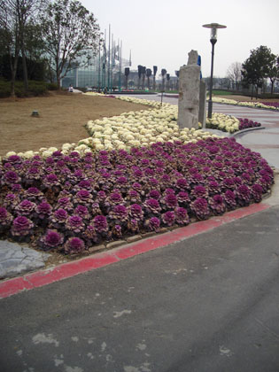 die chinesische Vorliebe f�r Zierkohl