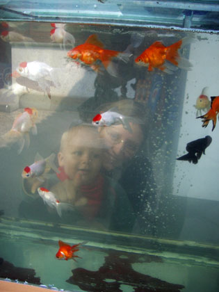 ... oder einfach nur Goldfische angucken.