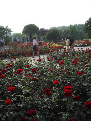 Botanischer Garten - die Rosenabteilung