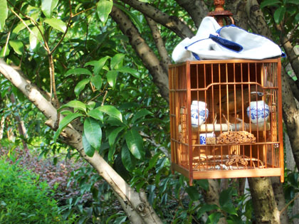 Sonntags werden sie Vögel in den Park ausgeführt, damit sie gemeinsam singen können.