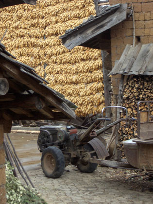 Mais, trocken, und ein Tufftuff