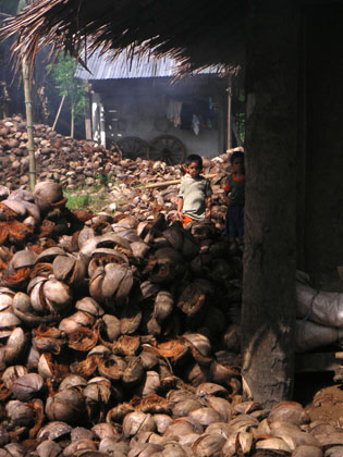 Kokosnussverarbeitung fuer die Oel- und Seifenherstellung