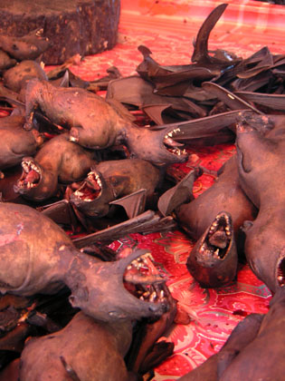 auf dem Markt gibt es gebratene Flughunde