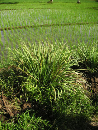 Zitronengras am Wegesrand