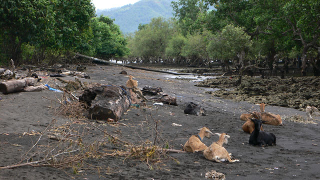 Der Strand geht direkt in die Mangroven Waelder ueber (Ebbe)
