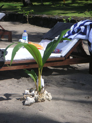 Moritz hat am Strand eine Kokospalme gepflanzt