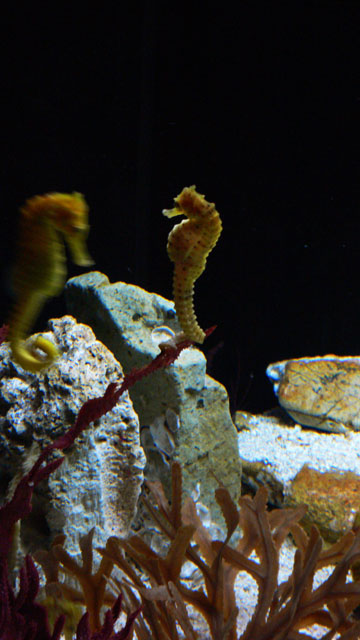 Seepferdchen, Postkartenblick