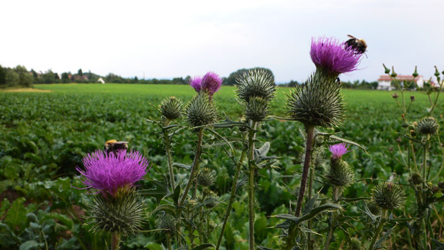 Feldrain in Harleshausen