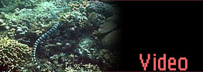 Beim Schnorcheln begegnet uns eine ausgewachsene See-Kobra.