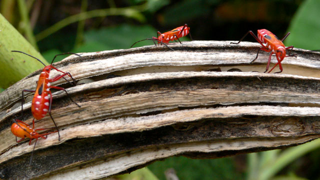 Kaefer besiedeln eine Okra-Schote