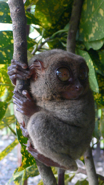 Der kleinste Affe der Welt