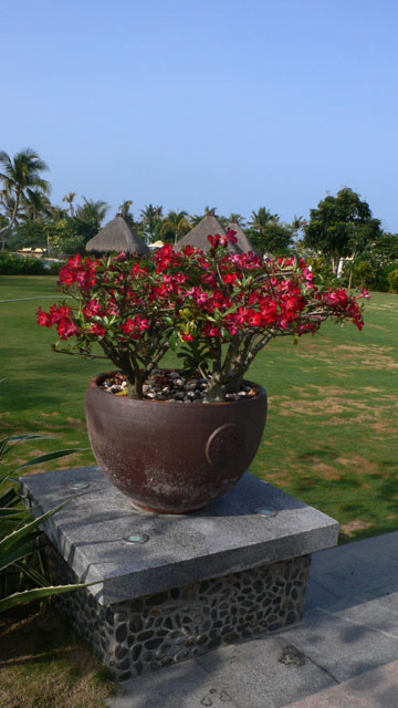Wüstenrose vorm Palmenstrand,...