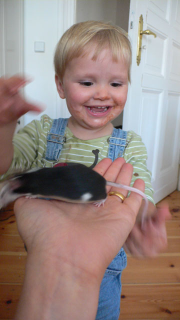 Stephies Maus, und Tomatensauce