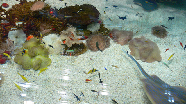 Lieblingsaquariumbecken