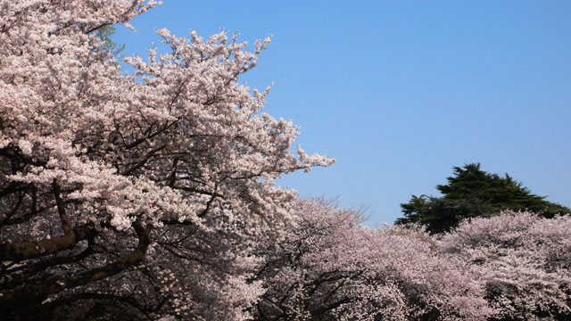 ...Kirschblueten,...