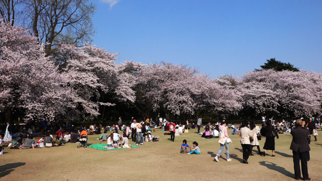 und mehr Kirschblueten!