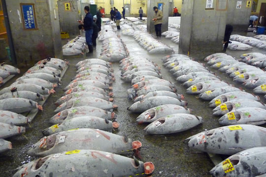 Tsukiji Fischmarkt, 4 Uhr 30