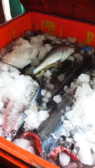 Ob hier die Japaner den Thunfisch einkaufen?