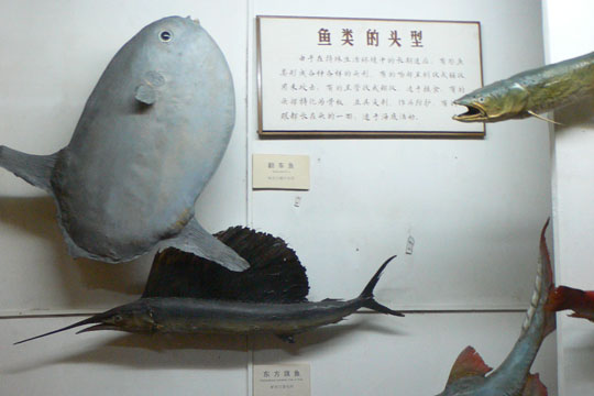 Mein Freund der Mondfisch