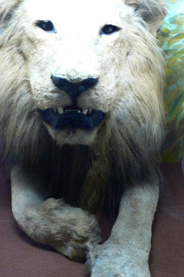 Mein Freund der Loewe