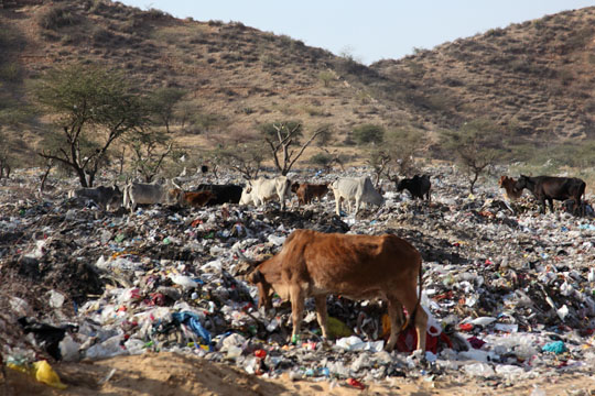 Heilige Kuehe am weniger heiligen Ort