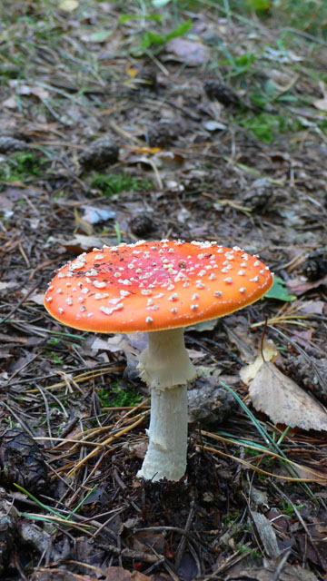 Fliegenpilz as in storybooks