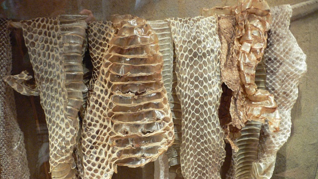 Snake skin