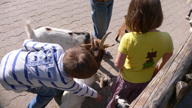 Petting zoo