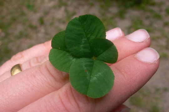 Lucky clover