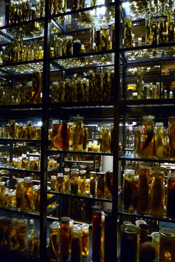 Hogwarts laboratory?