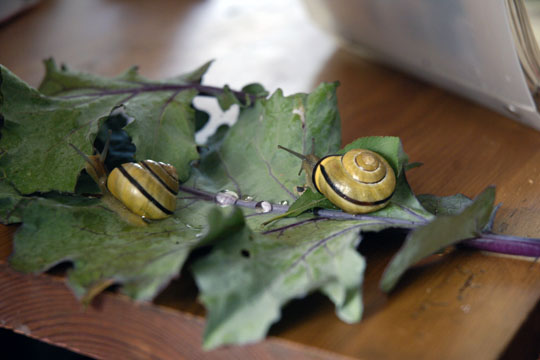 Snails exploring our kitchen