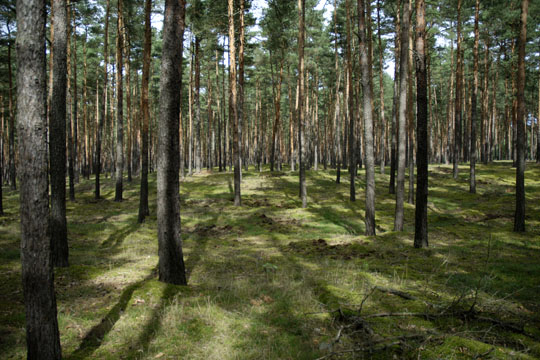 Brandenburg forest...