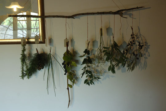 Tuscan herbarium