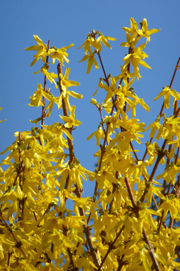 Forsythia in full bloom