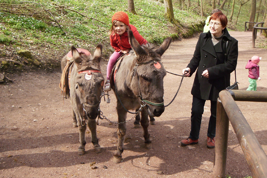 Esel Moritz auf der Wartburg