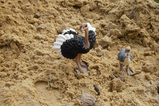 Geburtstags-Vogel-Strau§