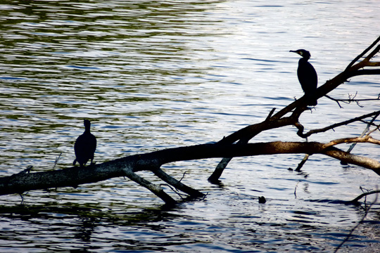 Cormorans