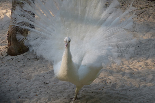 White peacock
