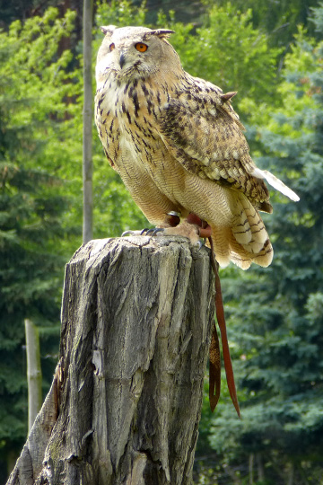 Siberian eagle owl