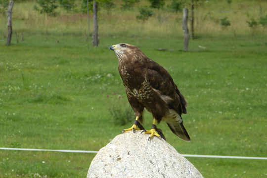 Common buzzard
