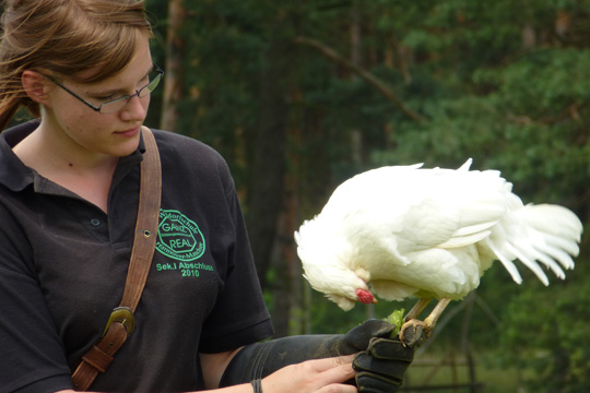 Common chicken named Mathilda