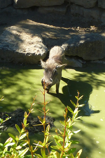 Just finished a book about a warthog that felt ugly and actually it doesn't really look charming...